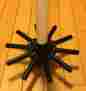 S-202-d-1 Hayward Folding Umbrella Lateral Assembly W Center Pipe