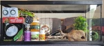 Leopard Gecko Full Kit (read Description). Fixed Price $200.00.