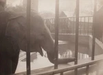 1940S Elephant Zoo Cage Water Pool Urban Animal Enclosure. Fixed Price $6.95.