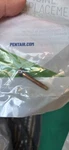 Pentair 79104800Z Brass Pilot Screw With Captive Gum Washer. Fixed Price $5.00.