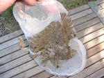 Premium Pool Skimmer Basket Filter Saver Screen Net Bag Socks Choose Your Size. Fixed Price $77.00.